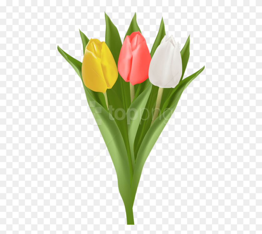 480x691 Free Bouquet With Tulips Images Transparent Tulip, Plant, Flower, Blossom HD PNG Download