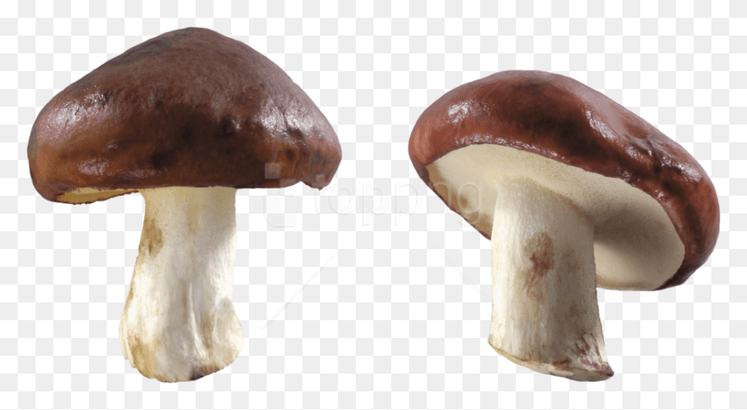 850x437 Free Brown And White Mushrooms Images Transparent Mushroom, Plant, Agaric, Fungus HD PNG Download