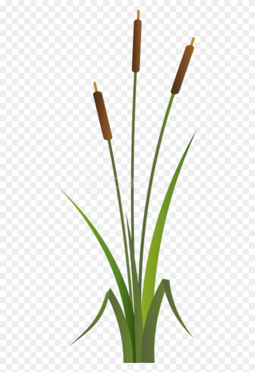 459x1167 Free Bulrush Images Background Bulrush Clipart, Plant, Grass, Flower HD PNG Download