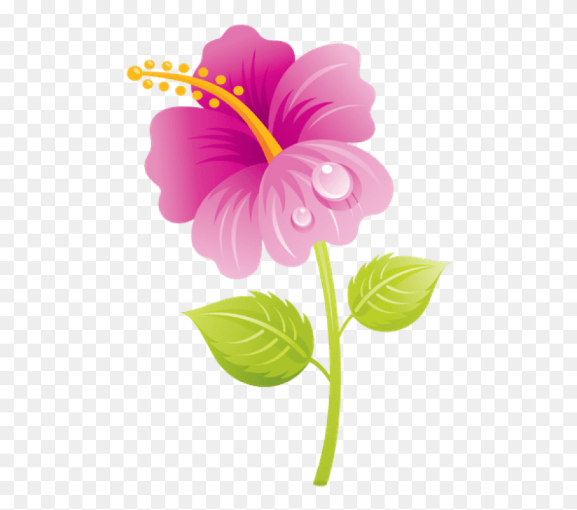 480x682 Free Bunceemothers Day Flower, Hibiscus, Plant, Blossom HD PNG Download