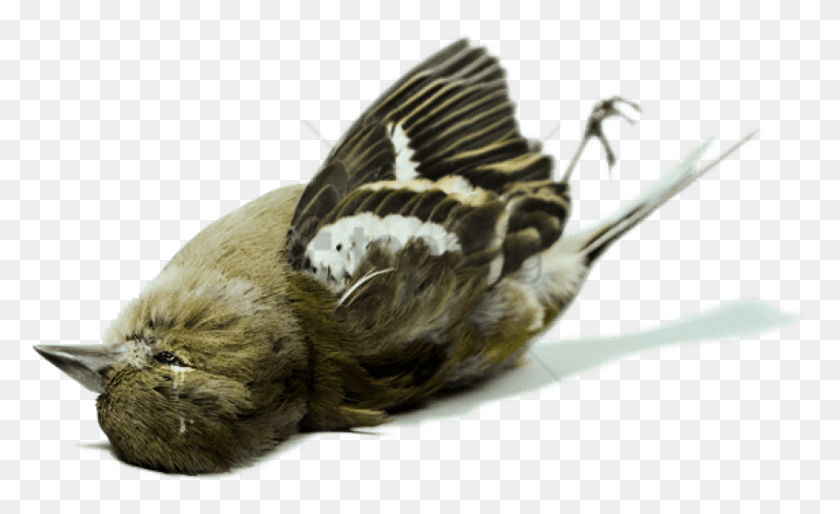 846x493 Free Burying Ariel Dead Bird, Animal, Sparrow, Finch HD PNG Download