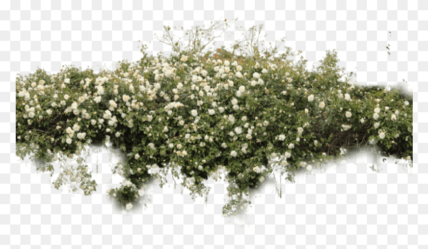 851x467 Free Bushes Free Images Background Bushes, Plant, Arenaria, Flower HD PNG Download