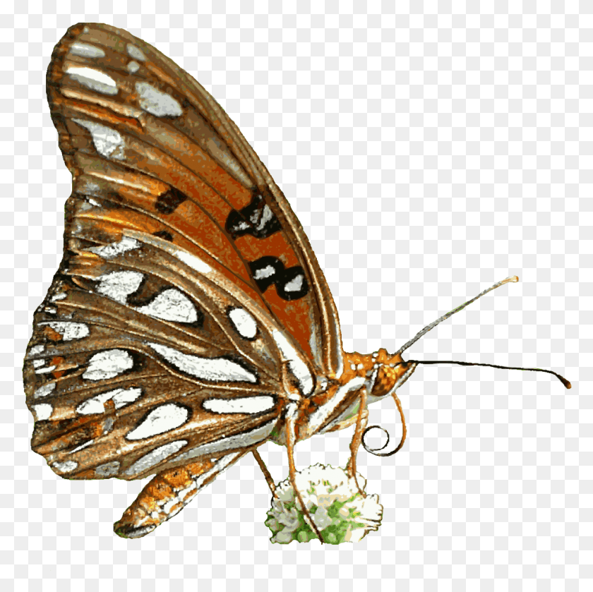 1158x1157 Free Butterfly Animated Clipart Animated Butterfly Transparent Background, Insect, Invertebrate, Animal HD PNG Download