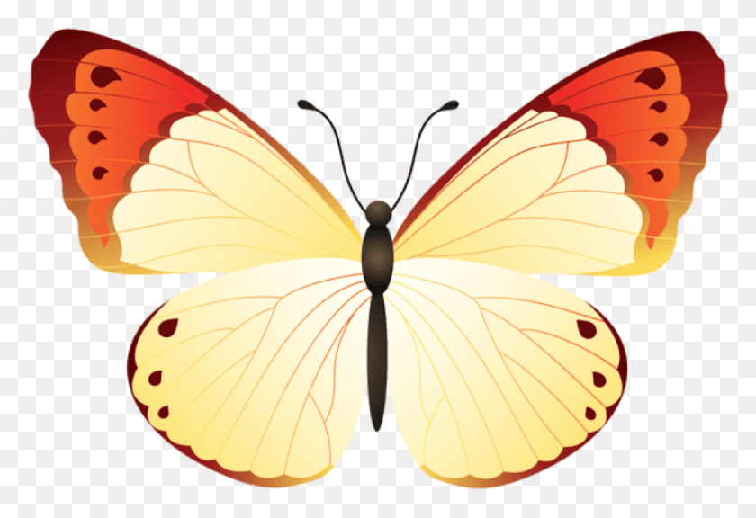 843x558 Png Изображения Бабочки Прозрачные Большие Медь, Насекомое, Беспозвоночные, Животные Hd Png