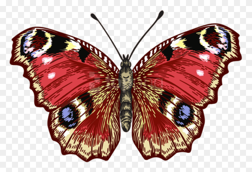 850x561 Free Butterfly Images Transparent Portable Network Graphics, Insect, Invertebrate, Animal HD PNG Download