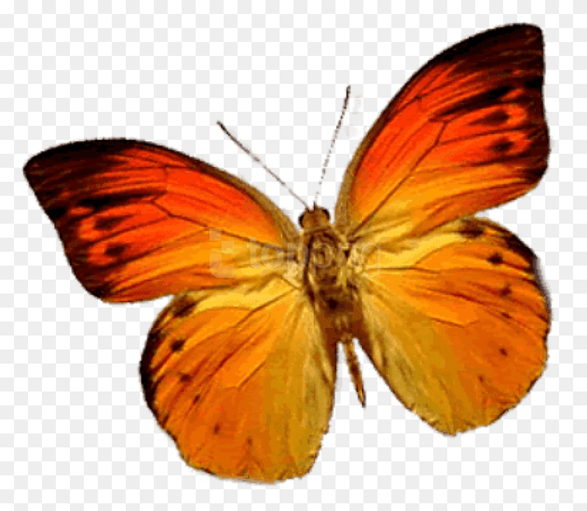 847x729 Png Бабочка Оранжевый Левое Изображение Бабочка, Насекомое, Беспозвоночное, Животное Hd Png Скачать