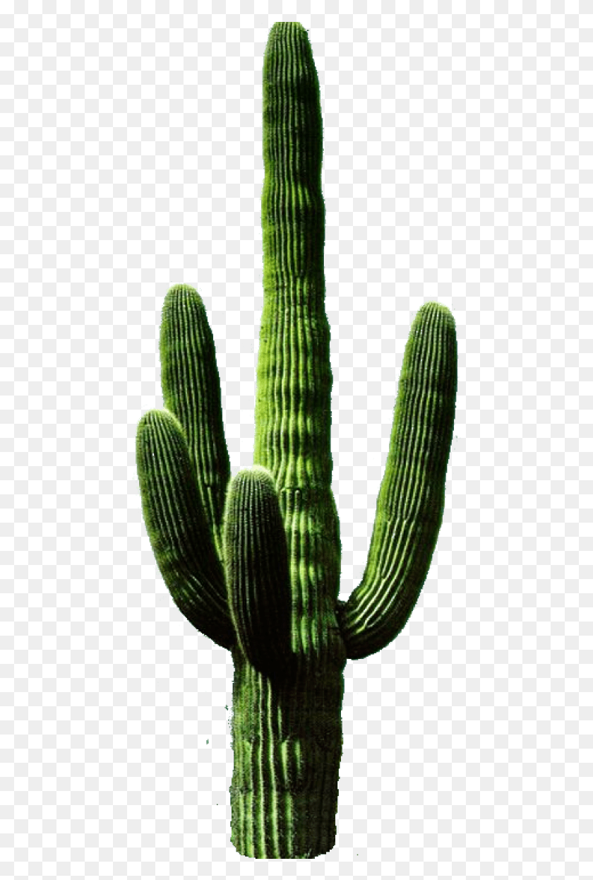 467x1186 Free Cactus 11 Images Background Transparent Cactus, Plant, Snake, Reptile HD PNG Download