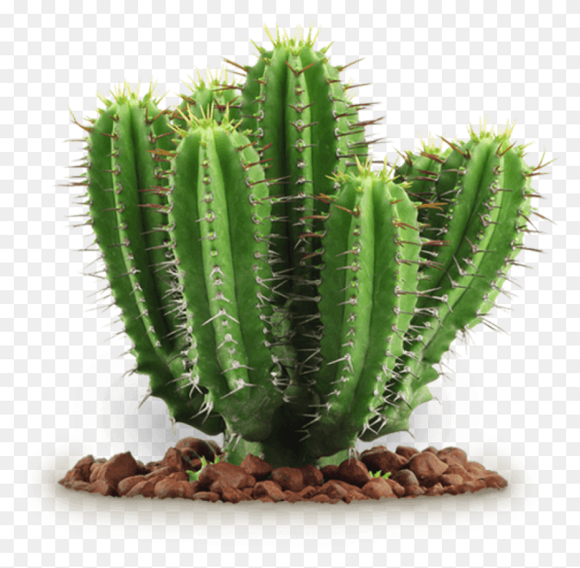 850x831 Free Cactus Clipart Photo Images Cactus, Plant, Banana, Fruit HD PNG Download