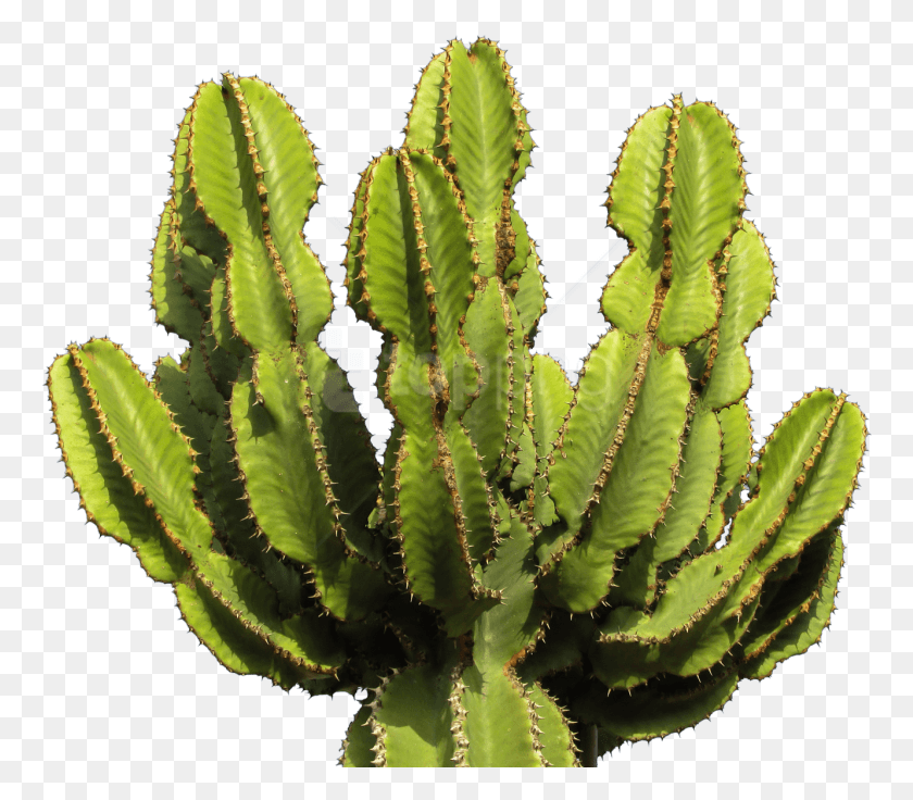766x676 Free Cactus Clipart Photo Images Cactus, Plant, Honey Bee, Bee HD PNG Download