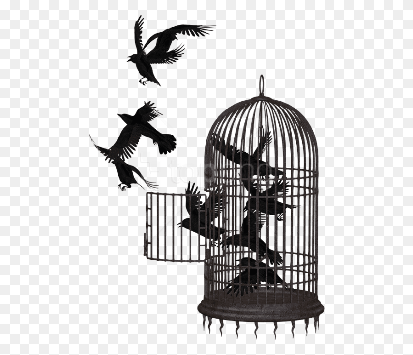 480x663 Free Cage Bird Crow Clipart Photo Cage, Animal, Person HD PNG Download