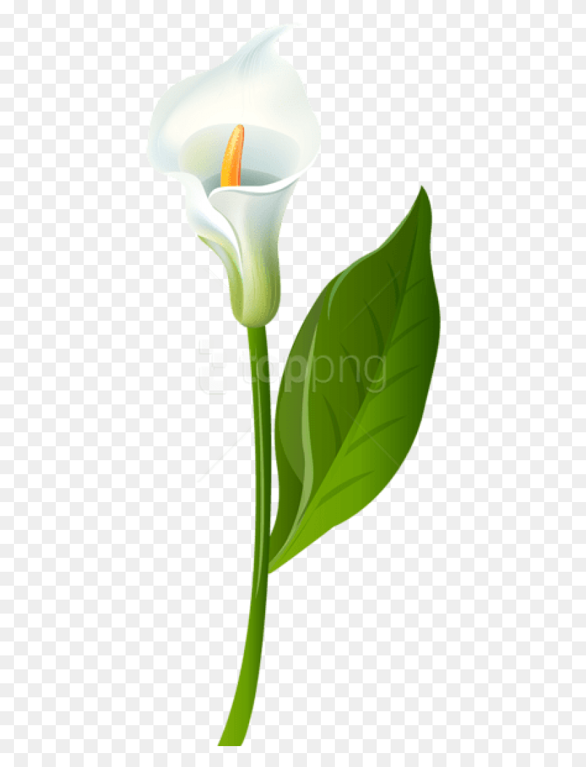 425x1040 Калла Лилия Прозрачные Изображения Прозрачного Фона Калла Лилия, Растение, Цветок, Цветение Hd Png Download