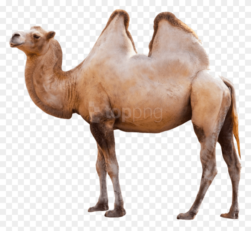 850x779 Free Camel Images Background Images Animal, Mammal, Horse, Antelope HD PNG Download