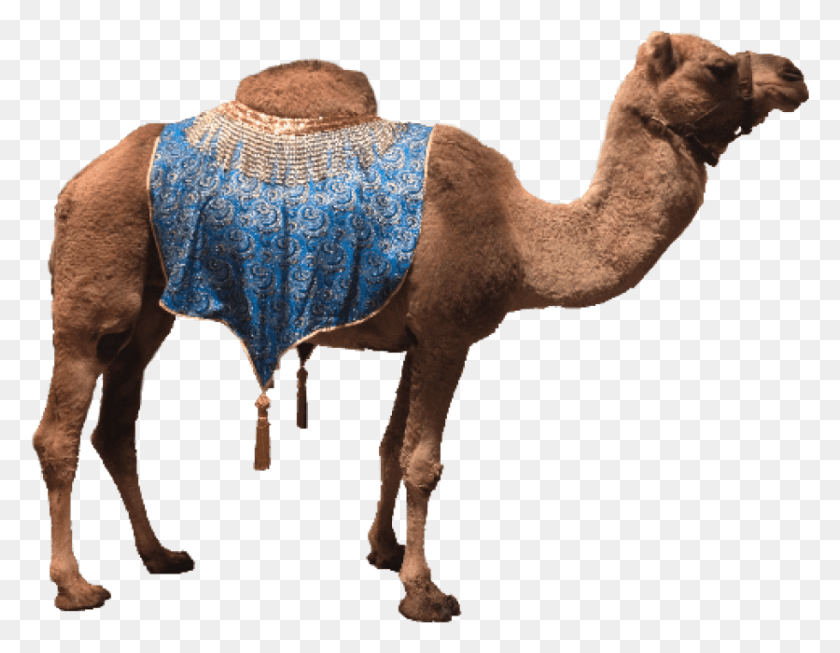 836x636 Free Camel Images Background Images Camel Image In, Mammal, Animal, Horse HD PNG Download