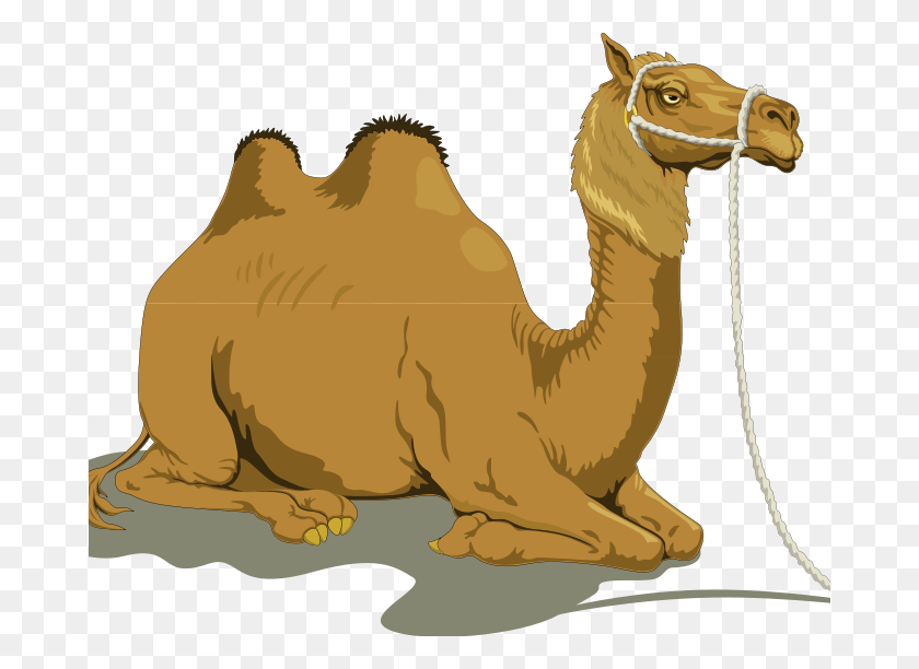 678x552 Free Camel Pictures Camel 1 Free Vector 4vector Coloring Camel And The Baby Story, Mammal, Animal, Horse HD PNG Download