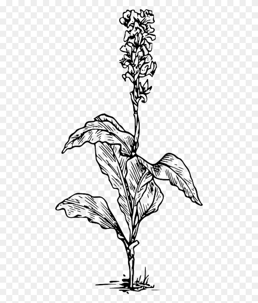 480x926 Цветочный Рисунок Канны Индики Изображения Прозрачный Черный И Белый Канна Лилия, Растение Hd Png Download