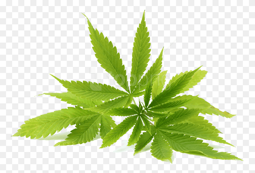 773x509 Free Cannabis Images Transparent Cannabis, Plant, Leaf, Weed HD PNG Download