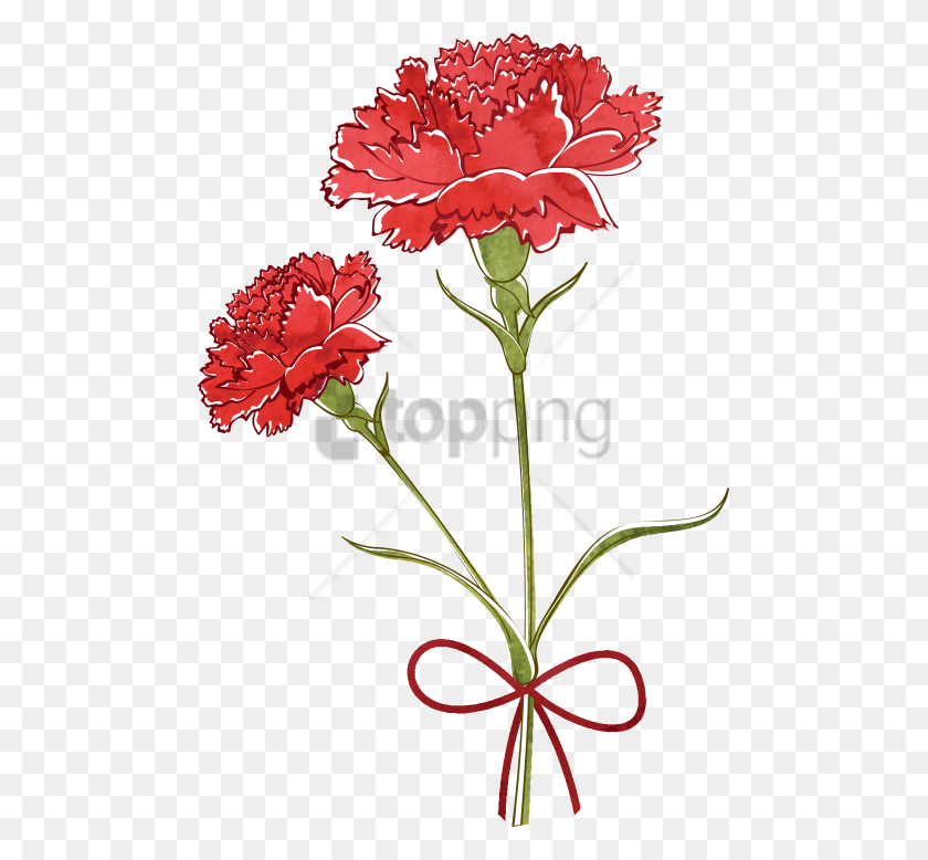 481x718 Free Carnation Watercolor Images Background Watercolor Carnation Flower Drawing, Plant, Blossom HD PNG Download