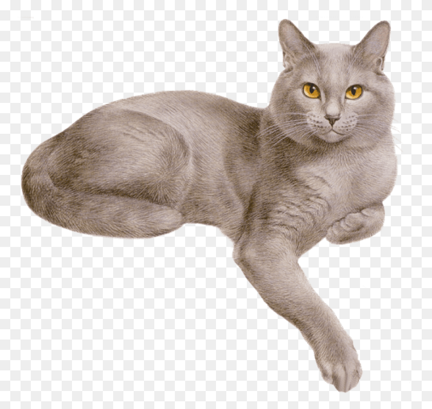 850x802 Кошка С Короной Gif Изображения Фон Кошка С Короной Gif, Домашнее Животное, Млекопитающее, Животное Hd Png Скачать