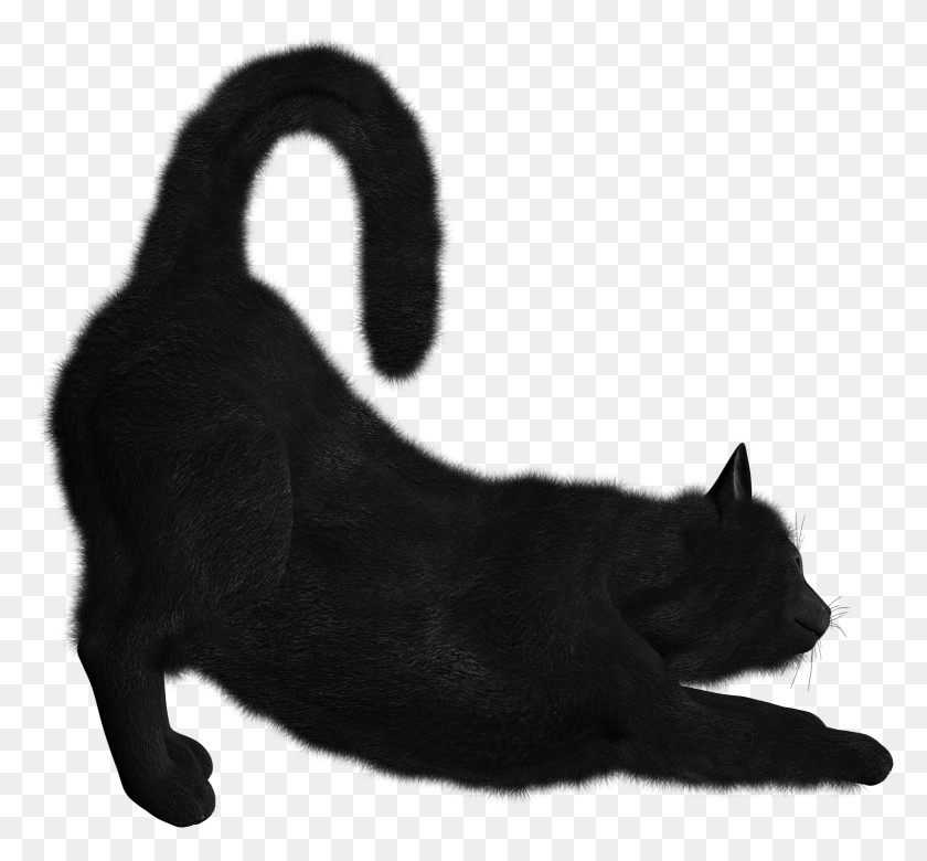 1553x1434 Free Cat Images Background Images Black Cat Transparent, Animal, Mammal, Wildlife HD PNG Download