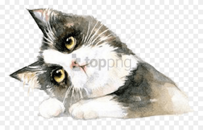 850x522 Free Cat Images Background Images British Shorthair, Manx, Pet, Mammal HD PNG Download