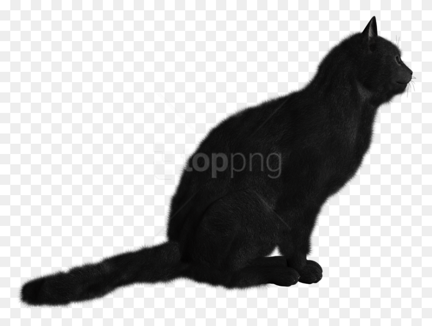 841x620 Free Cat Images Background Images Cat, Animal, Mammal HD PNG Download