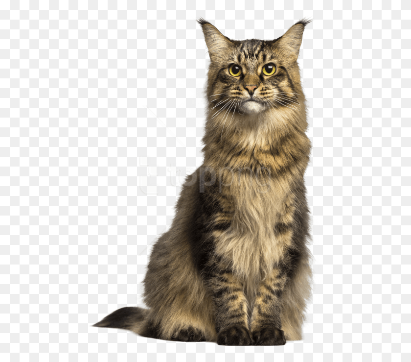 480x679 Free Cat Images Transparent Transparent Background Cat, Pet, Mammal, Animal HD PNG Download