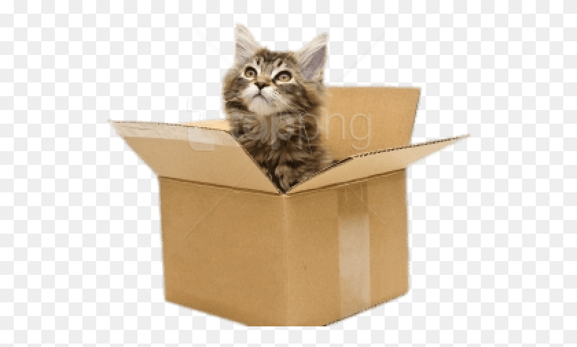 533x445 Free Cat In Cardboard Box Images Background Cat Is In The Box, Cardboard, Carton, Pet HD PNG Download