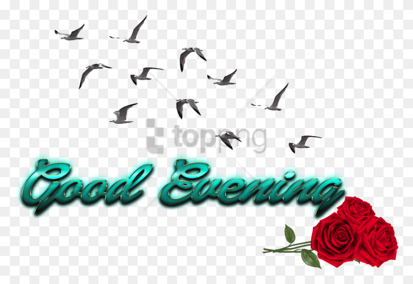 851x565 Free Cb Birds Picsart Images Background Good Evening, Bird, Animal, Text HD PNG Download