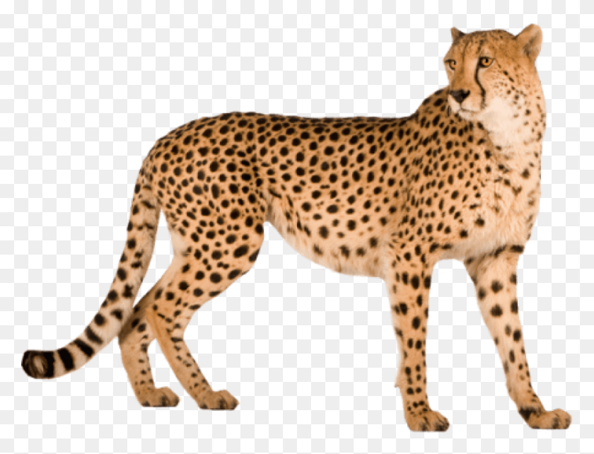 850x635 Free Cheetah Images Background Cheetah, Wildlife, Mammal, Animal HD PNG Download