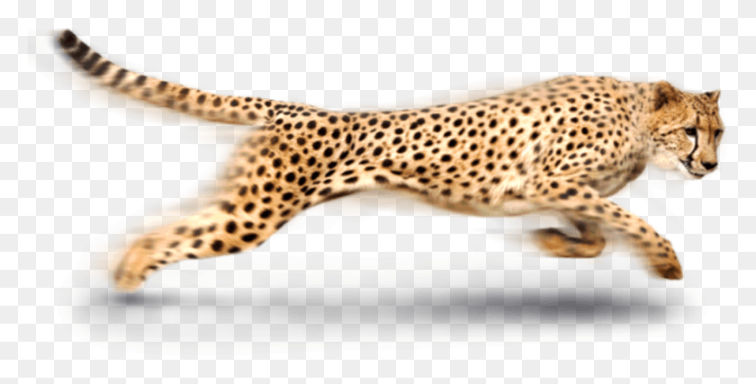 967x455 Free Cheetah Images Background Cheetah, Wildlife, Mammal, Animal HD PNG Download