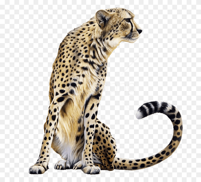 690x700 Free Cheetah Sitting Images Transparent Cheetah, Wildlife, Mammal, Animal HD PNG Download