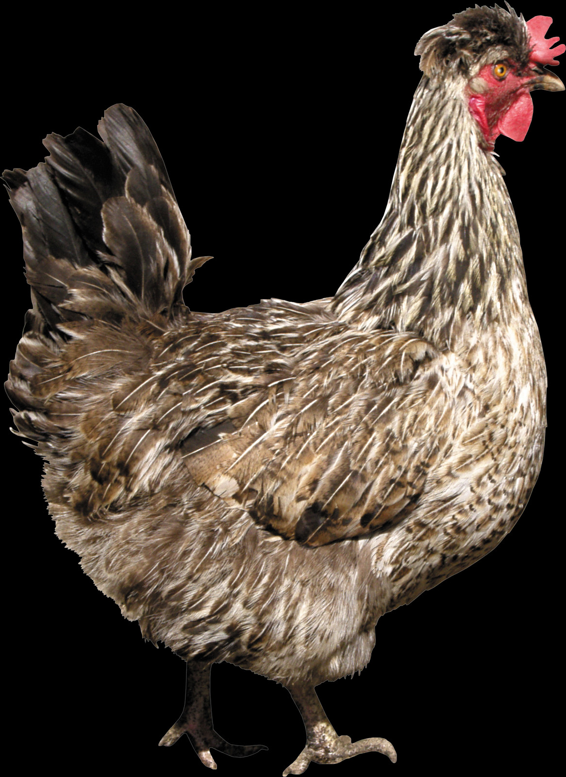 1166x1600 Free Chicken Images, Poultry, Fowl, Bird HD PNG Download