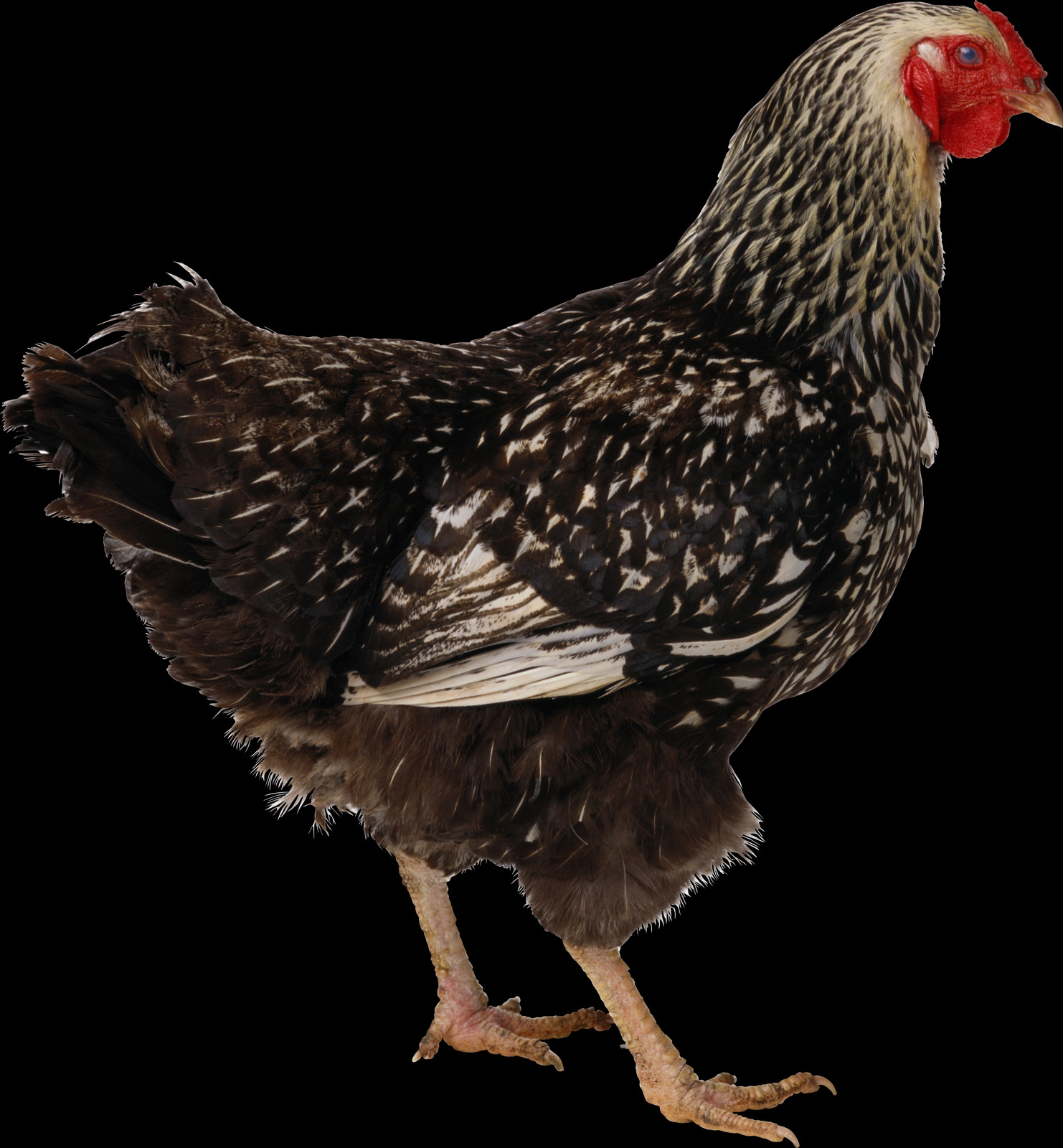 1482x1600 Free Chicken Images Chicken Transparent, Hen, Poultry, Fowl HD PNG Download
