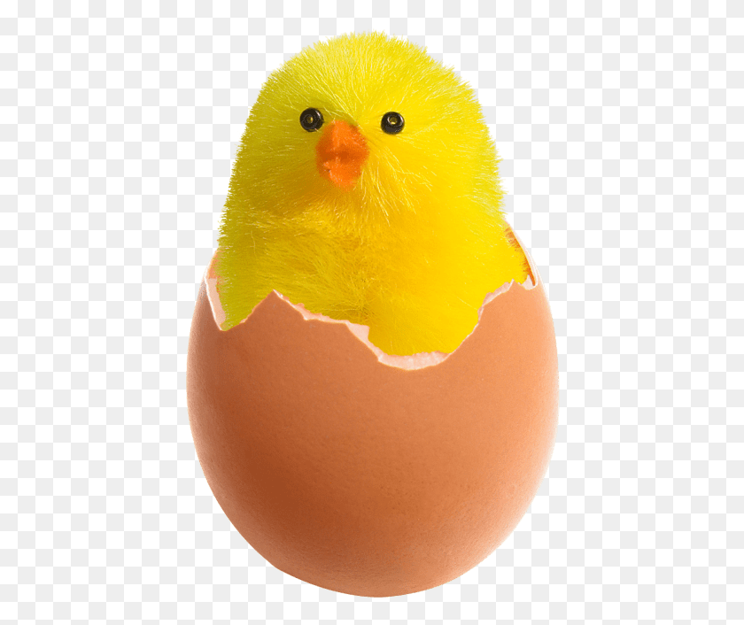 424x646 Free Chicken In Broken Egg Images Chicken In Egg, Food, Bird, Animal HD PNG Download