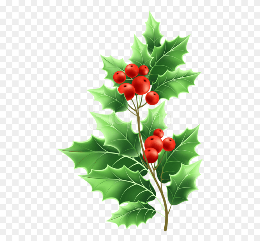 474x719 Free Christmas Mistletoe Transparent Background Mistletoe Transparent, Leaf, Plant, Fruit HD PNG Download
