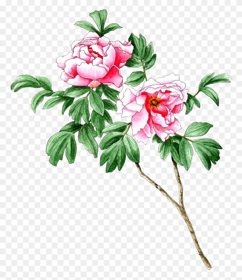 922x1075 Free Classes Garden Roses, Plant, Flower, Blossom HD PNG Download