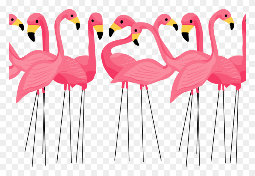 1170x780 Flamencos, Pájaro, Animal, Flamingo Hd Png