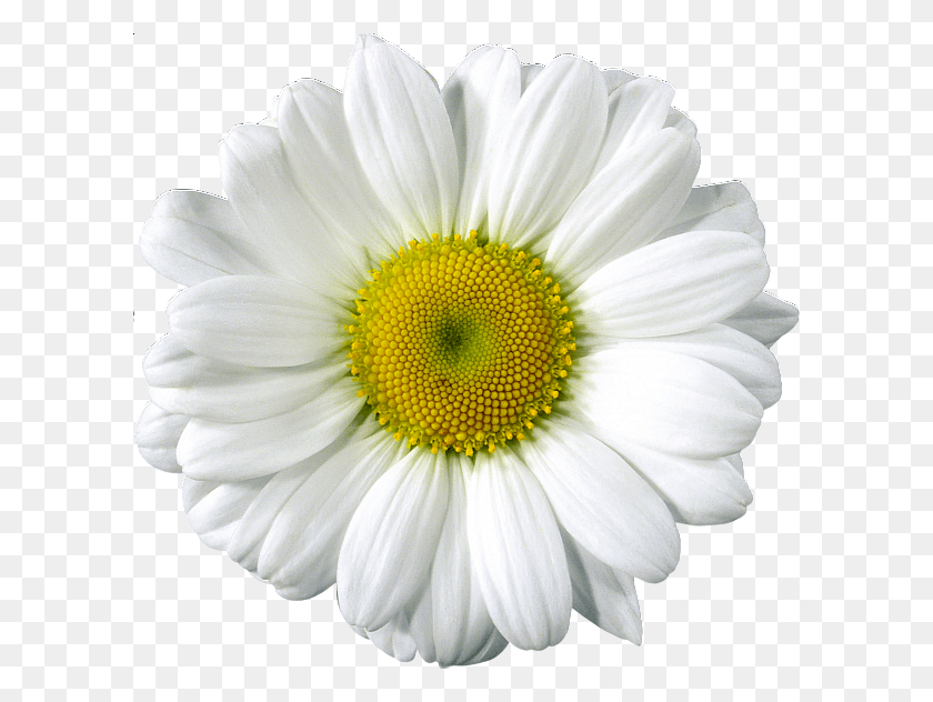 600x572 Free Clip Art White Gerber Daisy, Plant, Flower, Daisies HD PNG Download