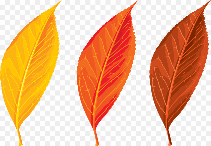 6055x4188 Autumn Leaves Autumn Leaves Clip Art, Leaf, Plant Clipart PNG