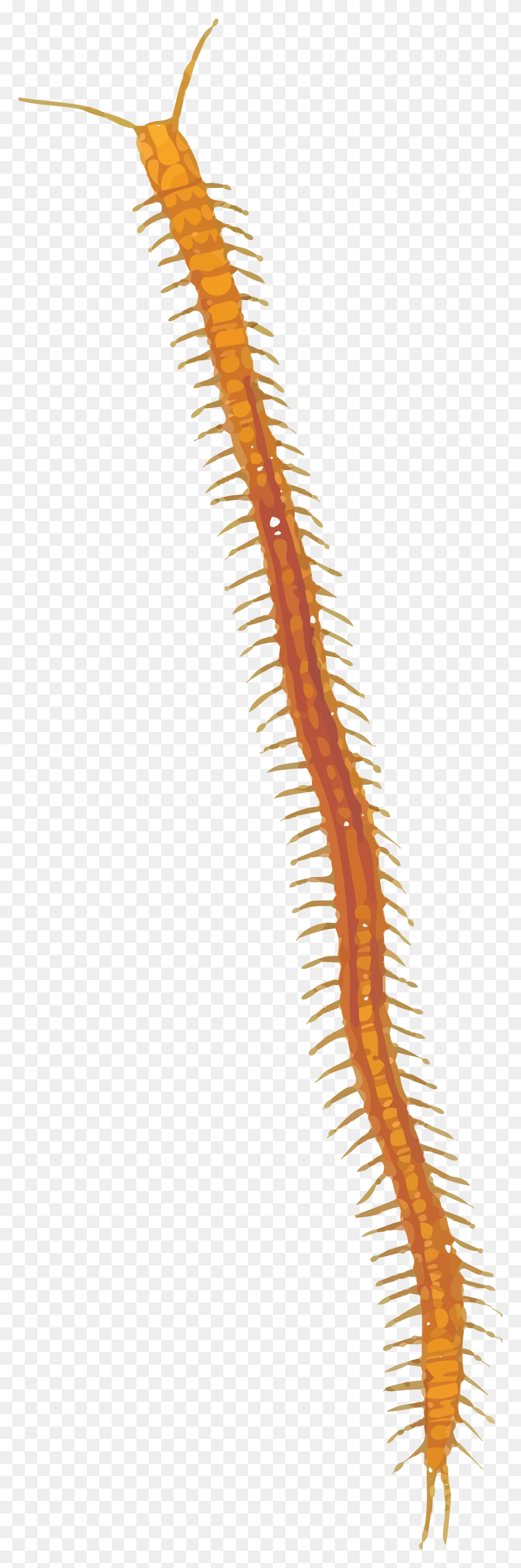 4000x12660 Free Clipart Of A Centipede, Animal, Invertebrate, Worm HD PNG Download