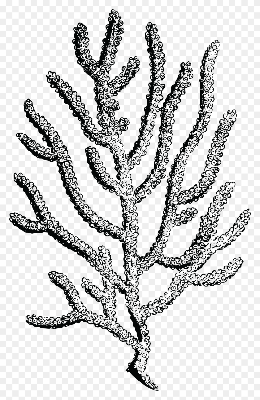 4000x6317 Free Clipart Of A Coral Coral Clipart Black And White, Tree, Plant, Nature HD PNG Download