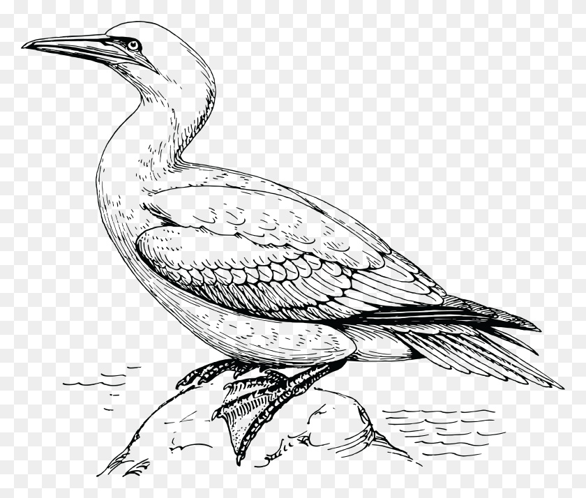 4000x3357 Free Clipart Of A Gannet Bird Cocrico Colouring, Animal, Waterfowl, Crane Bird HD PNG Download
