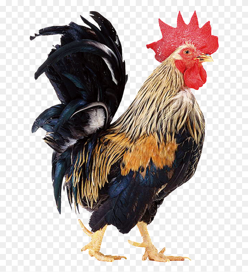 644x861 Free Cock Images Background Images Rooster, Chicken, Poultry, Fowl HD PNG Download