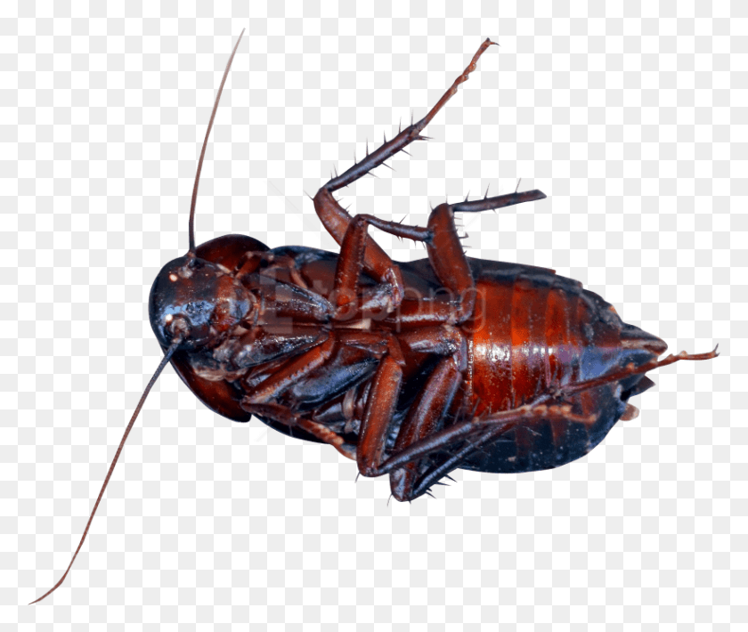 819x683 Free Cockroach Images Background Cockroach, Insect, Invertebrate, Animal HD PNG Download