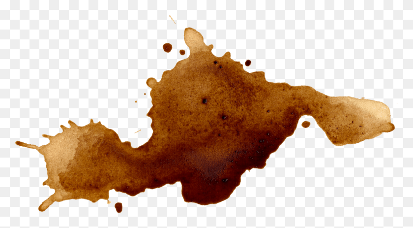 1657x857 Free Coffee, Stain, Fungus, Food HD PNG Download