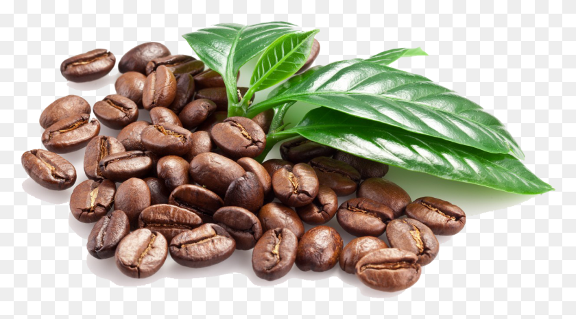 1229x641 Free Coffee Beans Images Background Coffee Bean, Plant, Coffee Cup, Cup HD PNG Download