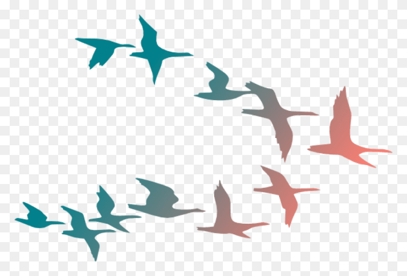 850x556 Free Colorful Flying Birds Images Colorful Flying Birds, Flock, Animal, Bird HD PNG Download