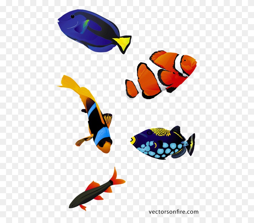472x679 Free Colorful Psd Aquarium Fish, Amphiprion, Sea Life, Animal HD PNG Download