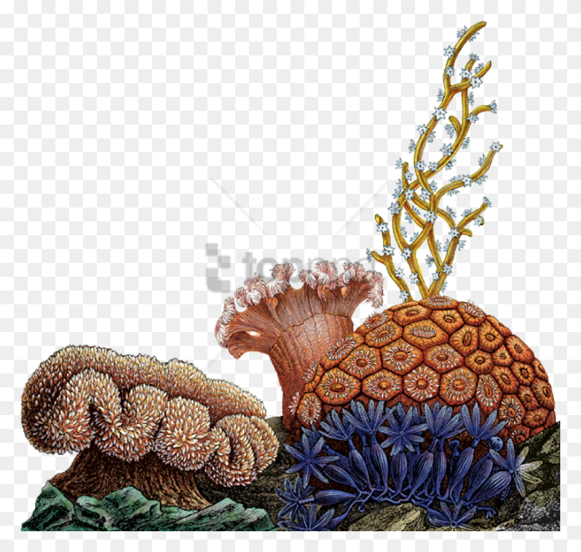 850x805 Descargar Png / Arrecifes De Coral Hd Png