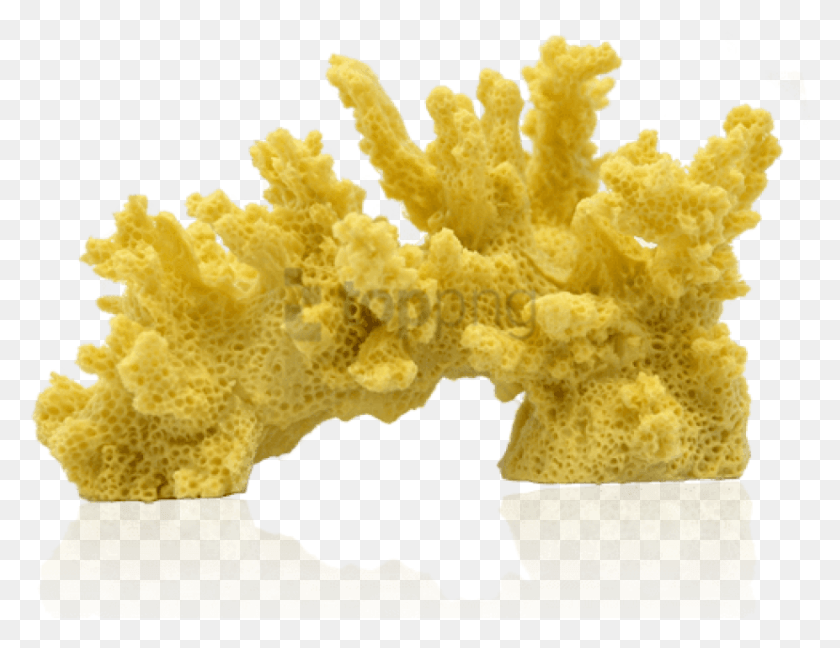 829x625 Free Corals Image With Transparent Background Real Coral Transparent Background, Sponge, Sponge Animal, Invertebrate HD PNG Download